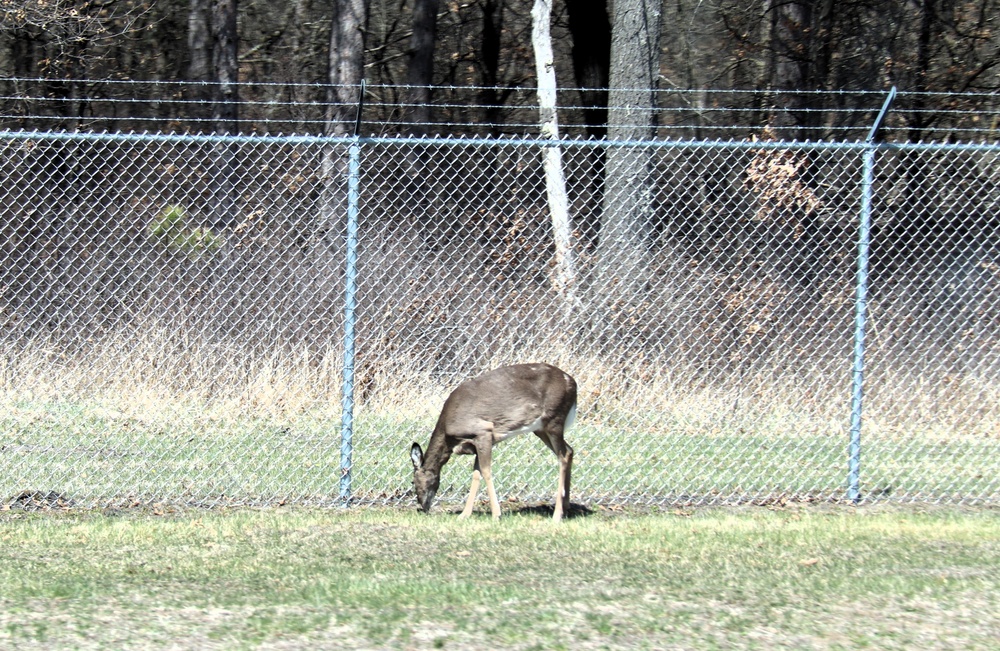 Fort McCoy wildlife