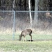 Fort McCoy wildlife