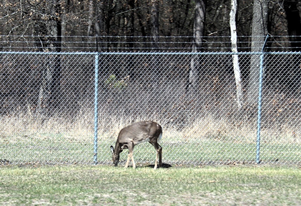 Fort McCoy wildlife