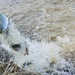 U.S. Fish and Wildlife Service completes 2025 stocking of more than 15,000 rainbow trout in Fort McCoy’s waterways