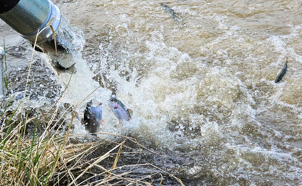 U.S. Fish and Wildlife Service completes 2025 stocking of more than 15,000 rainbow trout in Fort McCoy’s waterways