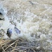 U.S. Fish and Wildlife Service completes 2025 stocking of more than 15,000 rainbow trout in Fort McCoy’s waterways