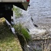 U.S. Fish and Wildlife Service completes 2025 stocking of more than 15,000 rainbow trout in Fort McCoy’s waterways