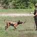 TRADEWINDS 25 canine training enhances operational readiness