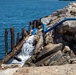 US, Tunisia forces conduct water purification operations during African Lion 2025