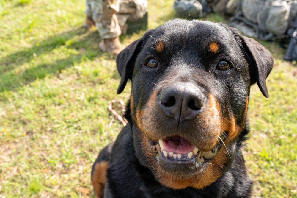 2024 USO Service Dog of the Year Visits TRADOC's Best Squad Competition