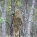 JB MDL- 1 BN 175 INF Sniper Training