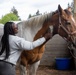 Soldiers from 201st E-MIB THRIVE at Healing Hearts Ranch