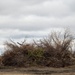 The Wildland Fire Branch: Clearing the Frontlines