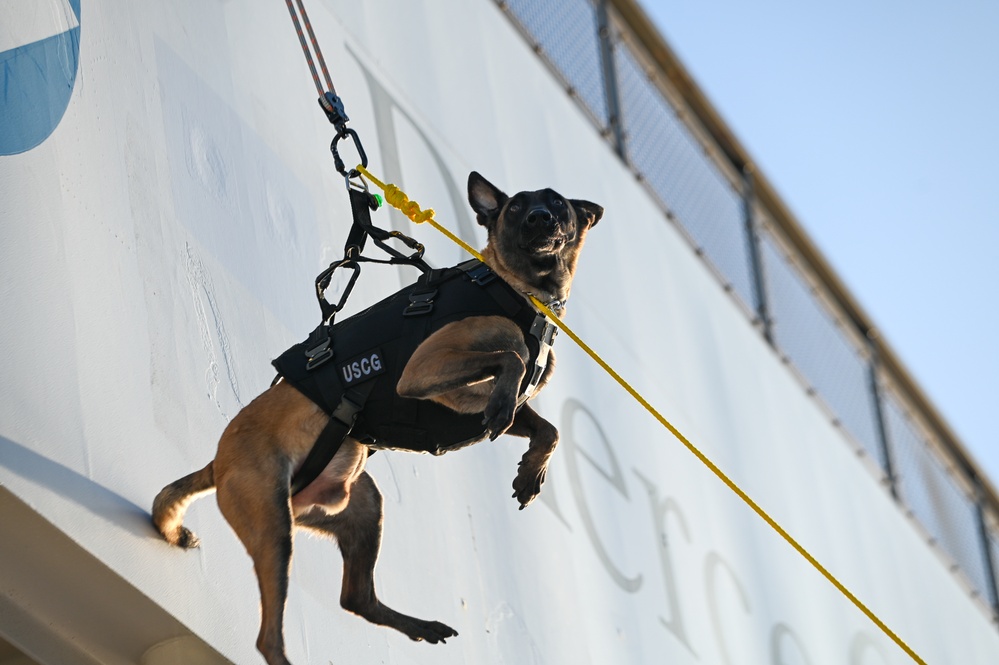 MSST K9 Hoist