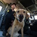 South Carolina Army National Guard aviation unit conducts K9 medical training with Richland County Sheriff Department
