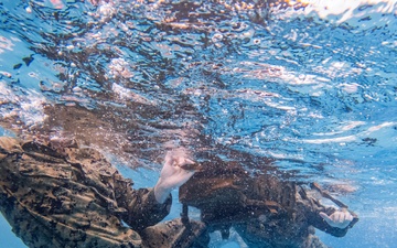 11th MEU Marines participate in water survival training