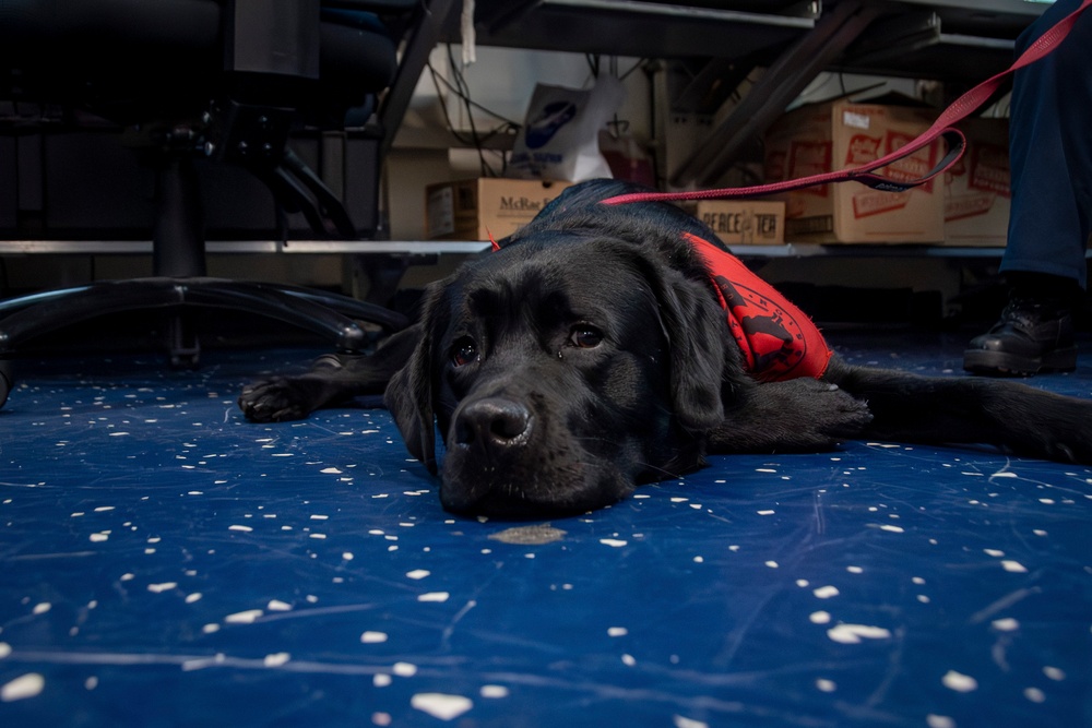 Nimitz &quot;Mutts on a Mission&quot; Dog Visits Sailors