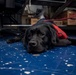 Nimitz &quot;Mutts on a Mission&quot; Dog Visits Sailors