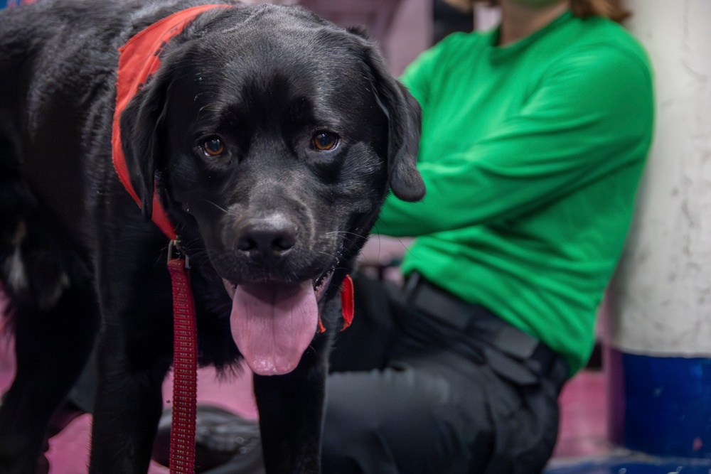 Nimitz &quot;Mutts on a Mission&quot; Dog Visits Sailors