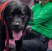 Nimitz &quot;Mutts on a Mission&quot; Dog Visits Sailors