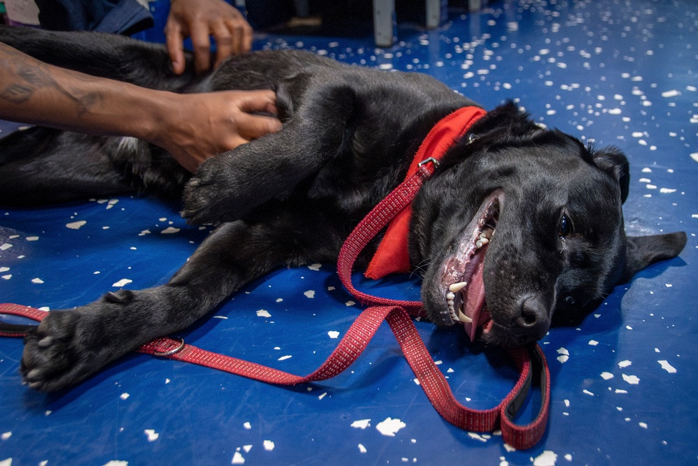 Nimitz &quot;Mutts on a Mission&quot; Dog Visits Sailors
