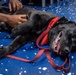 Nimitz &quot;Mutts on a Mission&quot; Dog Visits Sailors