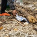 III MEF, JSDF Personnel Conduct Beach Cleanup on Ishigaki