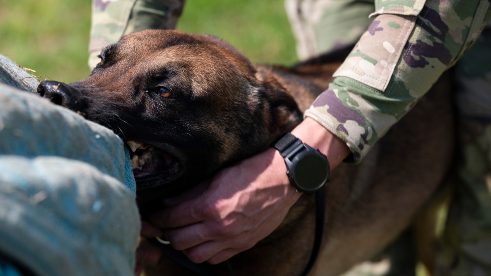 Tactical Paws: 51st SFS Conducts Bite Training
