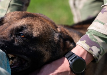 Tactical Paws: 51st SFS Conducts Bite Training