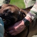 Tactical Paws: 51st SFS Conducts Bite Training