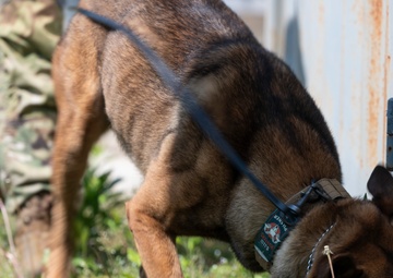 Tactical Paws: 51st SFS Conducts Bite Training