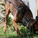 Tactical Paws: 51st SFS Conducts Bite Training
