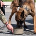 51st SFS Conducts Bite Training
