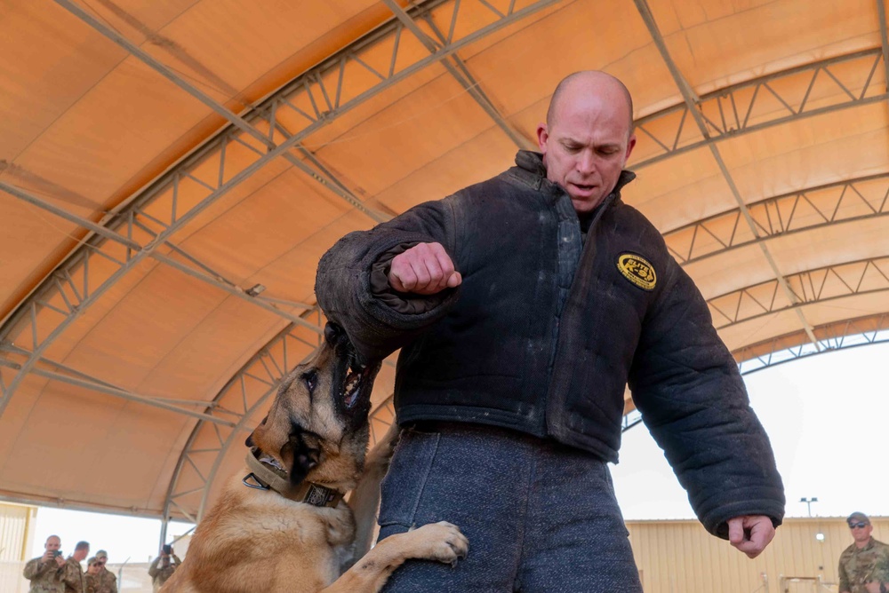 Dawg vs Dog