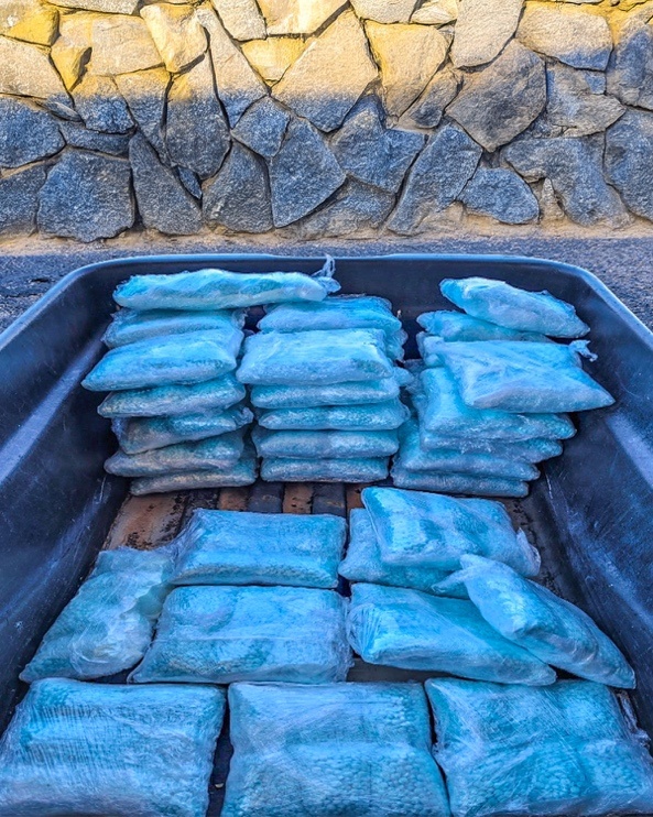 CBP drug seizures