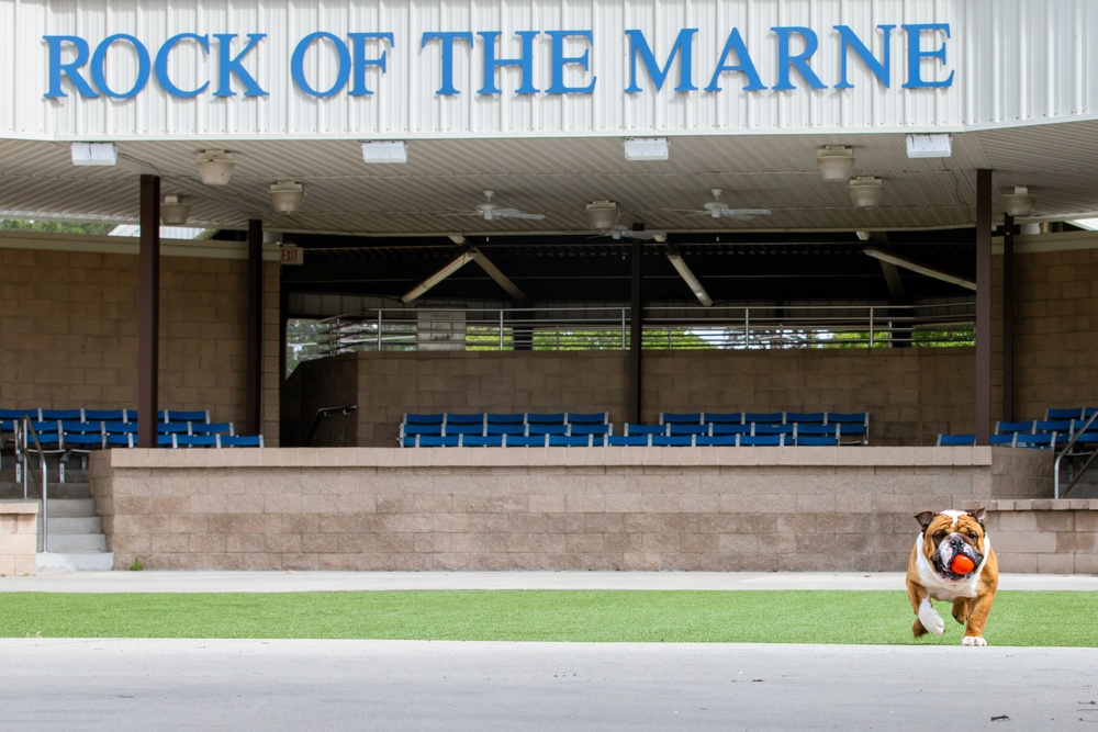 Rocky the Bulldog Stakes His Claim at 3rd Infantry Division