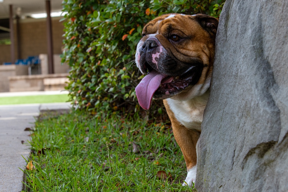 Rocky the Bulldog Stakes His Claim at 3rd Infantry Division