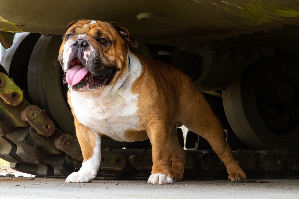 Rocky the Bulldog Stakes His Claim at 3rd Infantry Division