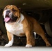 Rocky the Bulldog Stakes His Claim at 3rd Infantry Division