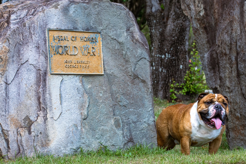 Rocky the Bulldog Stakes His Claim at 3rd Infantry Division