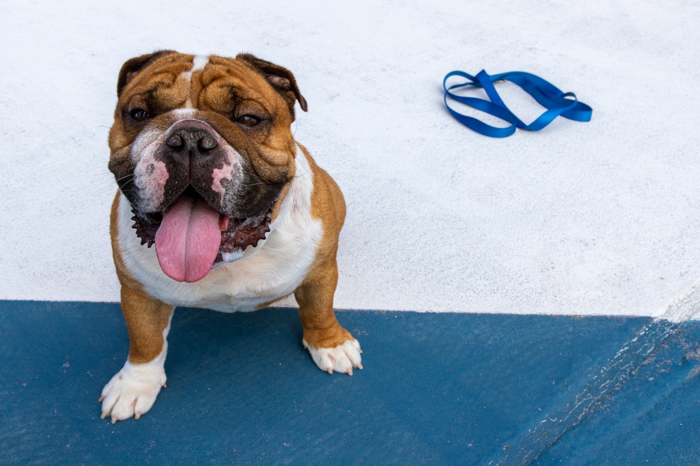 Rocky the Bulldog Stakes His Claim at 3rd Infantry Division