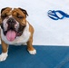 Rocky the Bulldog Stakes His Claim at 3rd Infantry Division