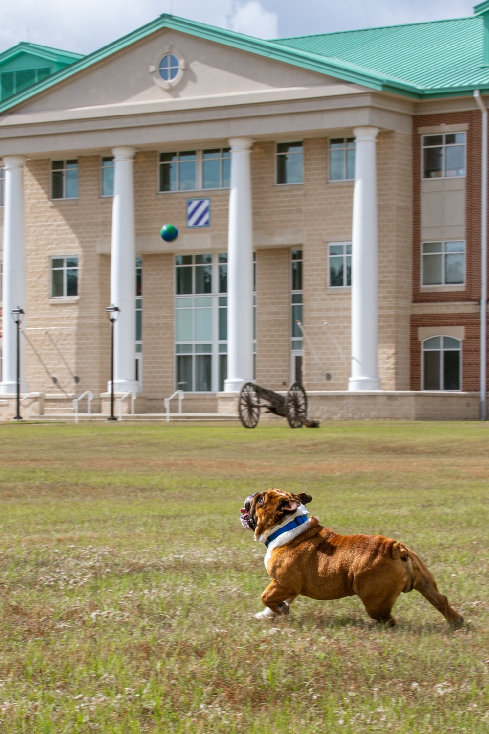 Rocky the Bulldog Stakes His Claim at 3rd Infantry Division