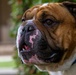 Rocky the Bulldog Stakes His Claim at 3rd Infantry Division
