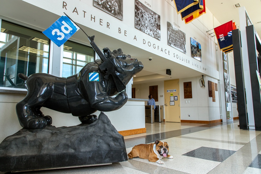 Rocky the Bulldog Stakes His Claim at 3rd Infantry Division