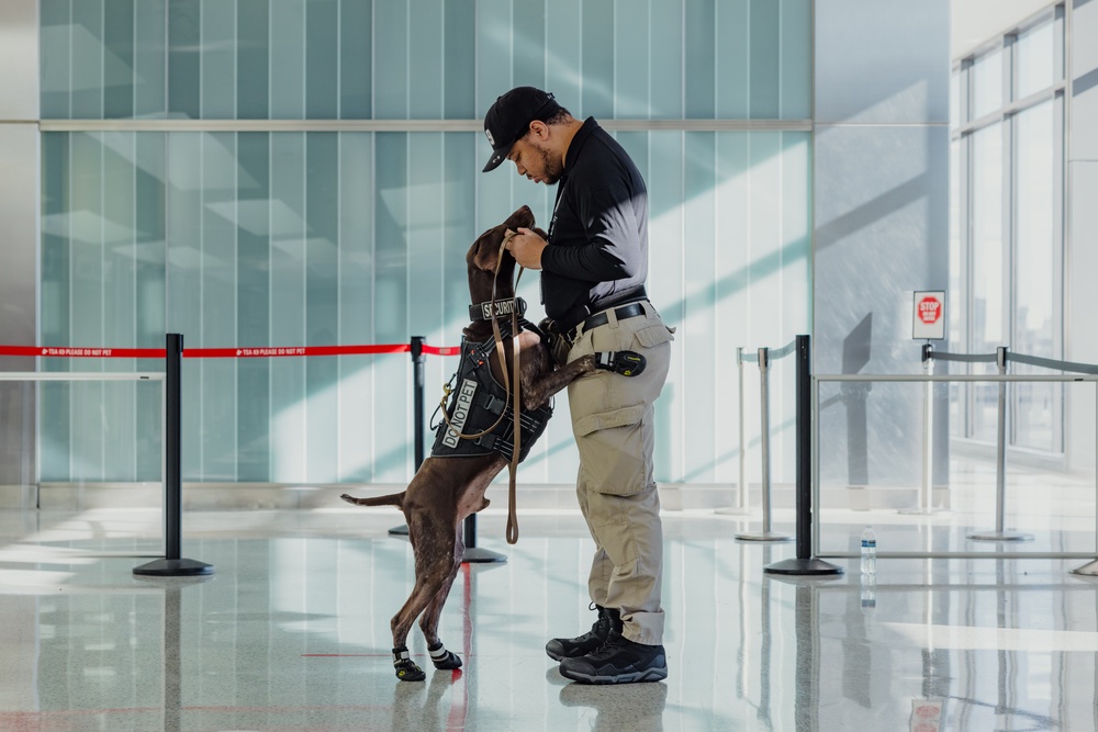 TSA K9 Officer working at a TSA Checkpoint