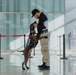 TSA K9 Officer working at a TSA Checkpoint