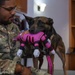 From patrols to playtime: 355th Security Forces Squadron military working dog Layka retires