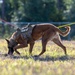 MacDill Defenders conduct security sweep during NORI