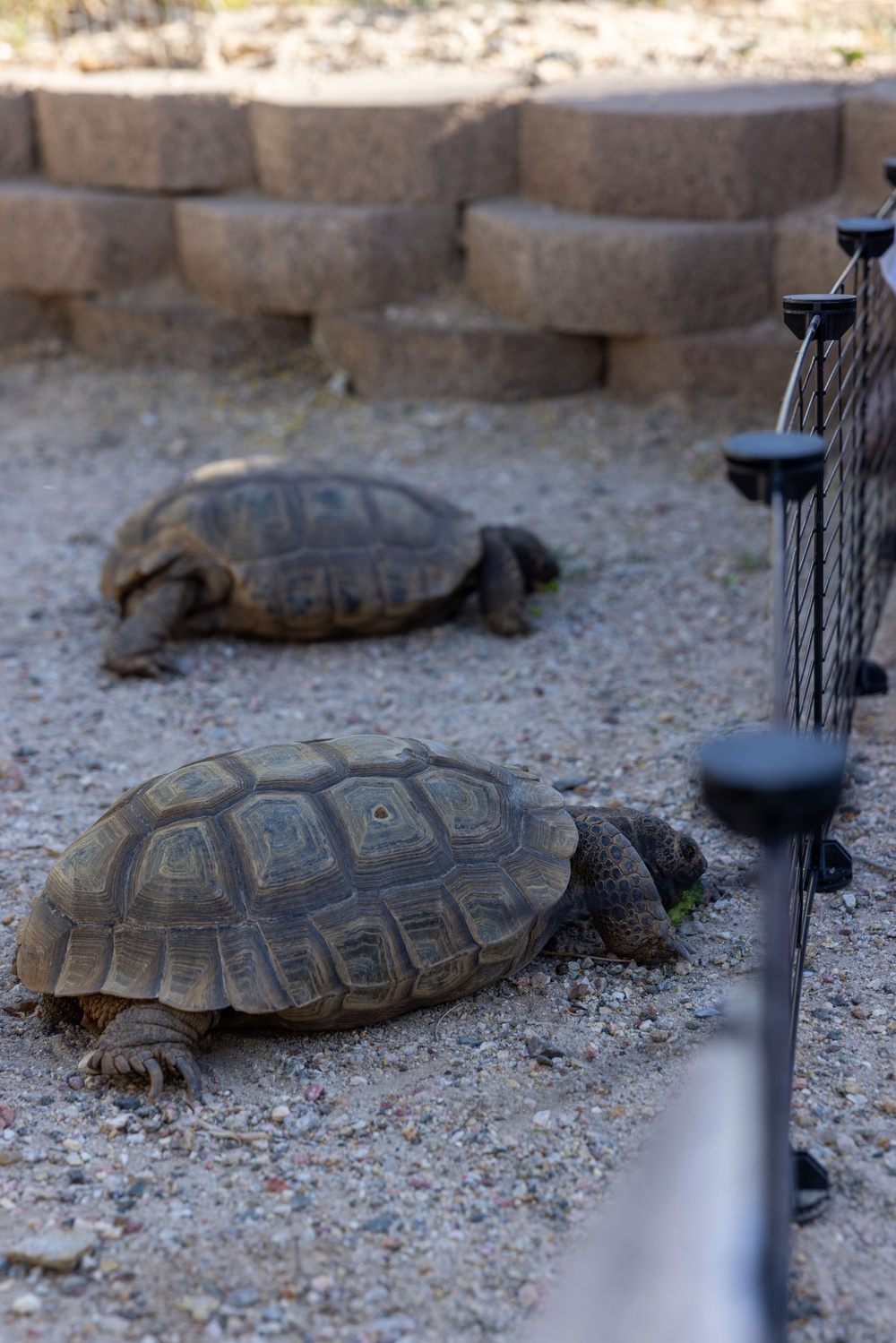 The Curation Center hosted Earth Day event
