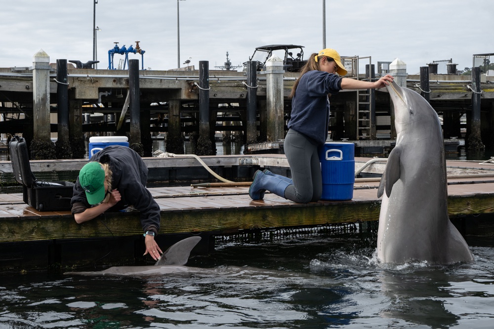 Interns care for Navy dolphins at the Navy Marine Mammal Program facilities