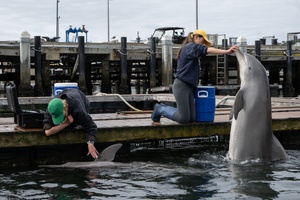 Pacific Pulse: August 1