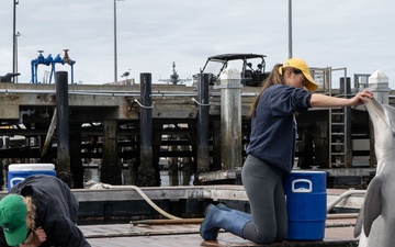 Interns care for Navy dolphins at the Navy Marine Mammal Program facilities
