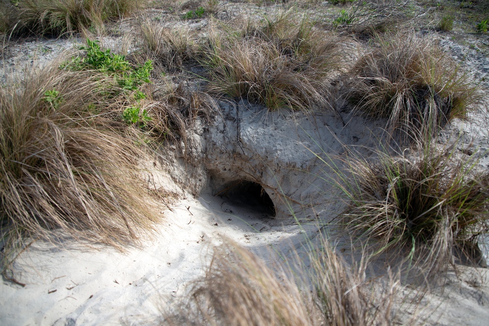 Tortoise Relocation Keeps Land Adaptable to Marine Corps Logistics